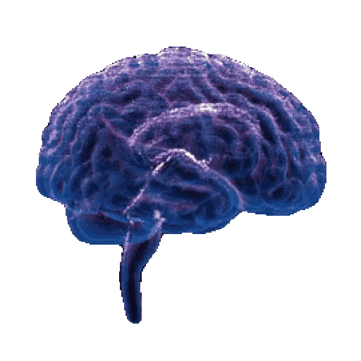 Brain