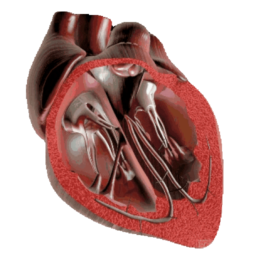 Heart
