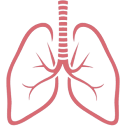 Respiratory System
