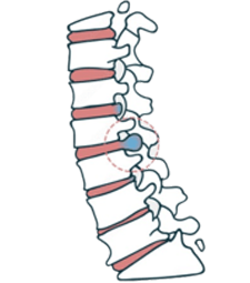 Skeletal System