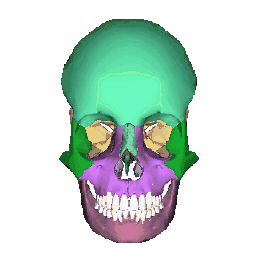 Skull